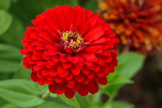 Rote Zinnie