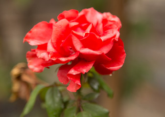 beautiful red rose in nature