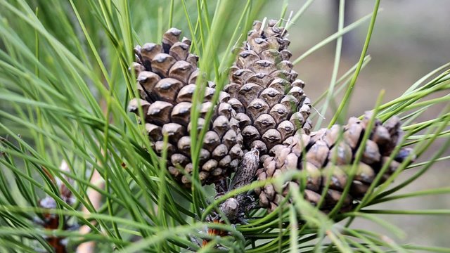 Three cones on a branch of spruce among needles