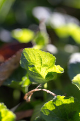 Obraz premium leaves of grass at dawn