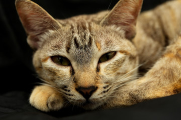 close-up of domestic cat portrait