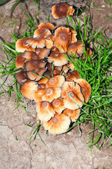 Mushrooms in forest from above image
