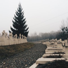 cemetery in fog