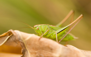 grasshopper in nature. close