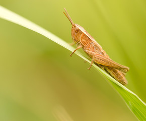 grasshopper in nature. close