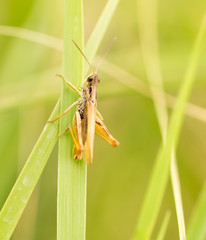 grasshopper in nature. close