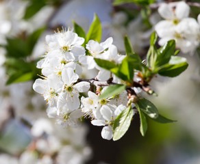 white flowers on the tree in nature