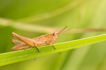 grasshopper in nature. close