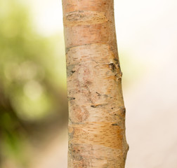 birch trunk wild in nature