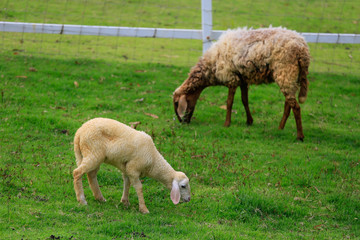 Naklejka na ściany i meble Sheep forage in sunny summer pasture
