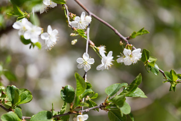 white flowers on the tree in nature