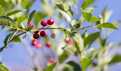 ripe cherries on the tree in nature