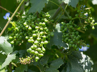 Young bunch of grapes in nature