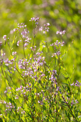 Beautiful little flowers in nature