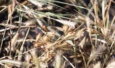 Burned grass with ears
