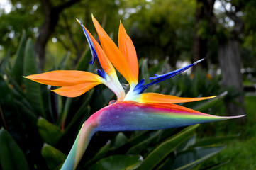 Bird of paradise Latin name Strelitzia reginae