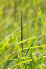 bulrush in nature as a background © schankz