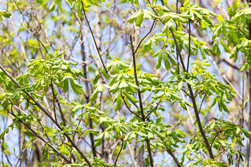 young leaves on the branch of a chestnut in nature