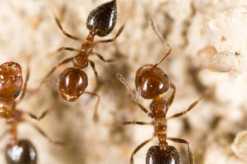 ant on the ground. Super Macro