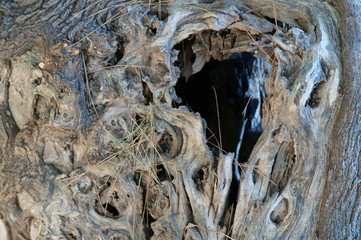 Tana in un tronco d'albero