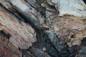 Tronco d'albero sdradicato