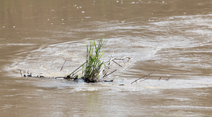 branch of a tree in the river