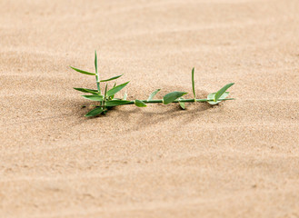 a plant in the sand in the desert