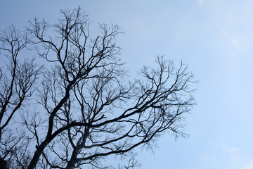 Branches of dead tree.