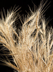 ears of wheat on a black background