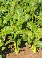 Sugar beet plants from close