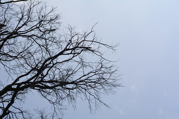 Branches of dead tree.