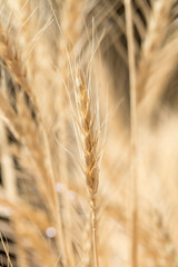 wheat ears as background