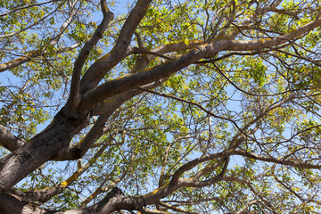 Fototapeta na wymiar Looking up at a big sycamore tree in summer