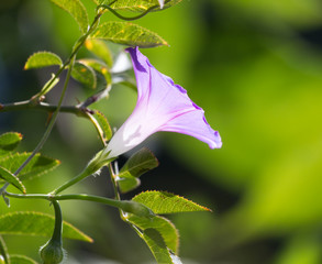 purple flower in nature