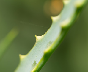 Aloe in nature. close