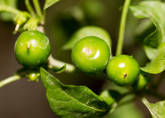 green pepper in the garden