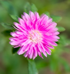 Fototapeta premium pink flower in nature