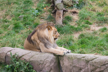 African Lion in Antwerp Zoo, Belgium