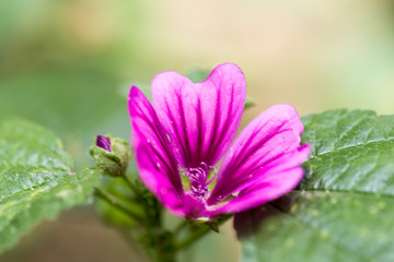 Fototapeta premium pink flower in nature