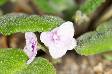 beautiful violet flower. macro