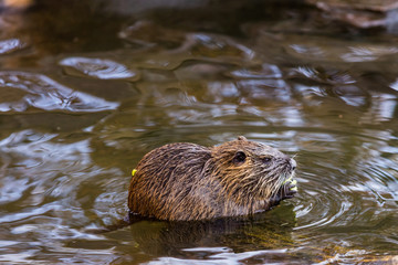 Nutria