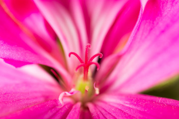 pink flower in nature