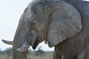 Afrikanischer Elefant im Etosha Nationalpark