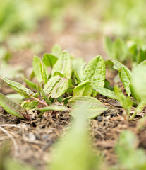 garden sorrel