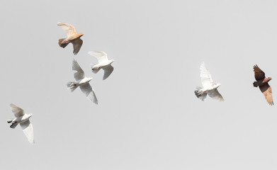flock of pigeons on a gray background