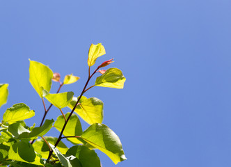 Beautiful branch of a tree with green leaves