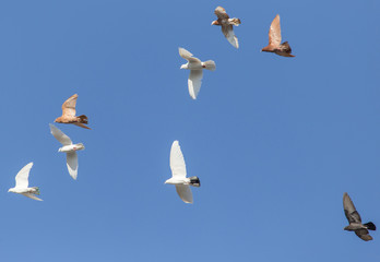 a flock of pigeons in the blue sky