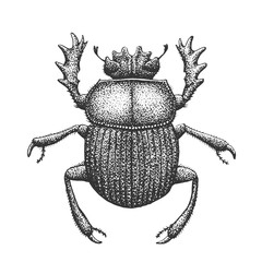Scarab Engraving Illustration