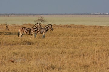 Fototapeta na wymiar Steppenzebra (Equus Quagga) im Etosha Nationalpark