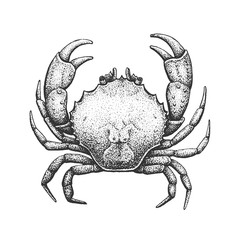 Crab Engraving Illustration